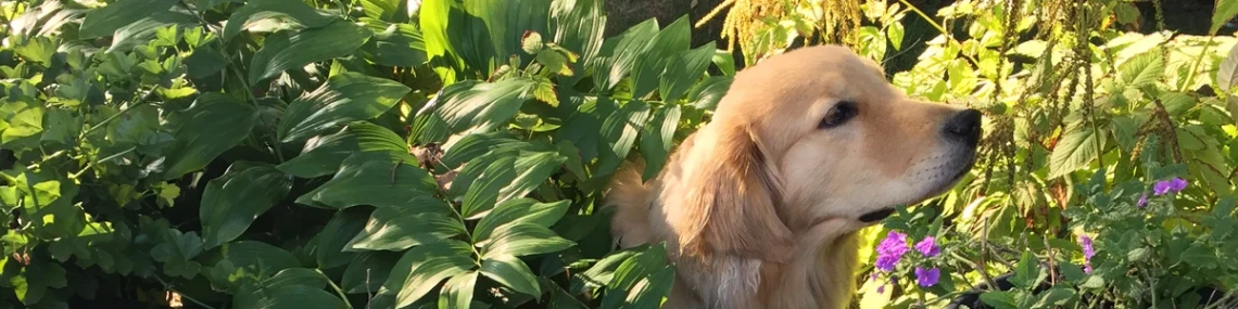 Gifts for your Dog
